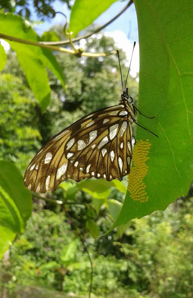 A butterfly on a leaf in the forest
