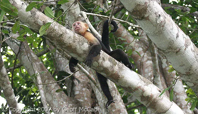 A white-faced capuchin monkey resting on a branch