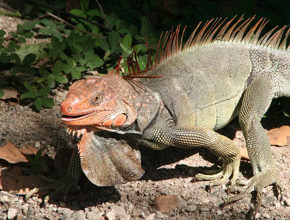 A green iguana with orange colouring on the forest floor