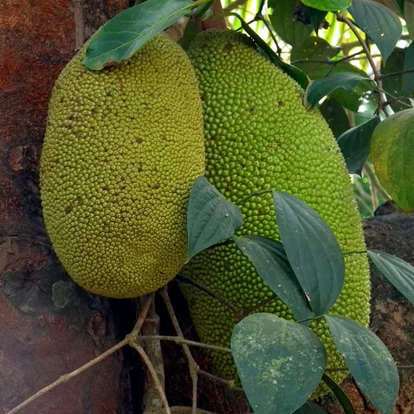 Jackfruit growing on the trunk of a tree